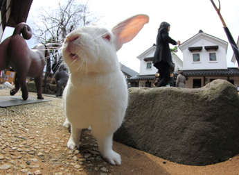 月うさぎの里